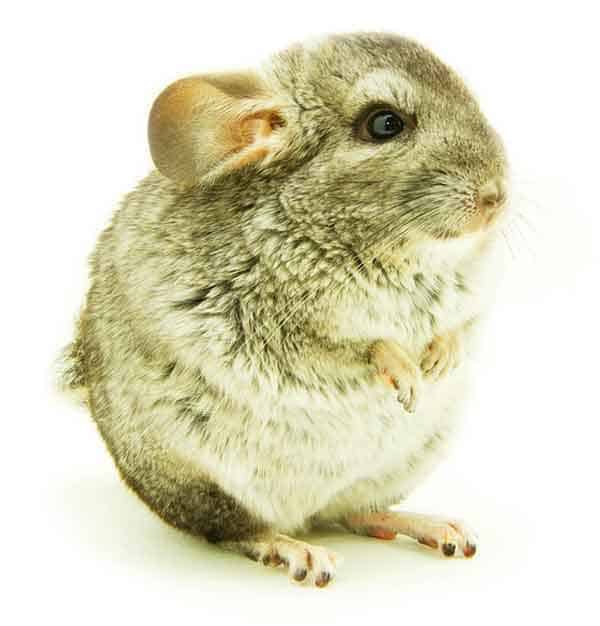 Full grown chinchilla with big ears and darker fur