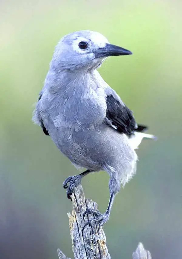 Clarks Nutcracker can remember 20,000 places!