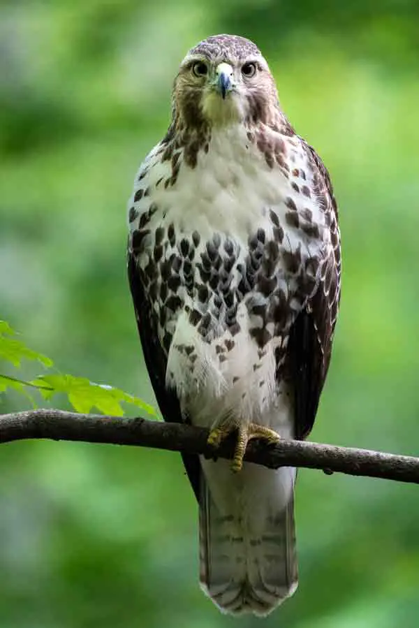 Cooper's hawk sitting on a stick