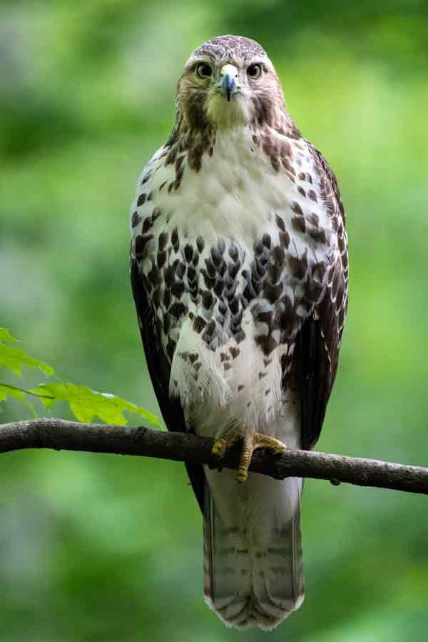 Cooper's hawk sitting on a stick