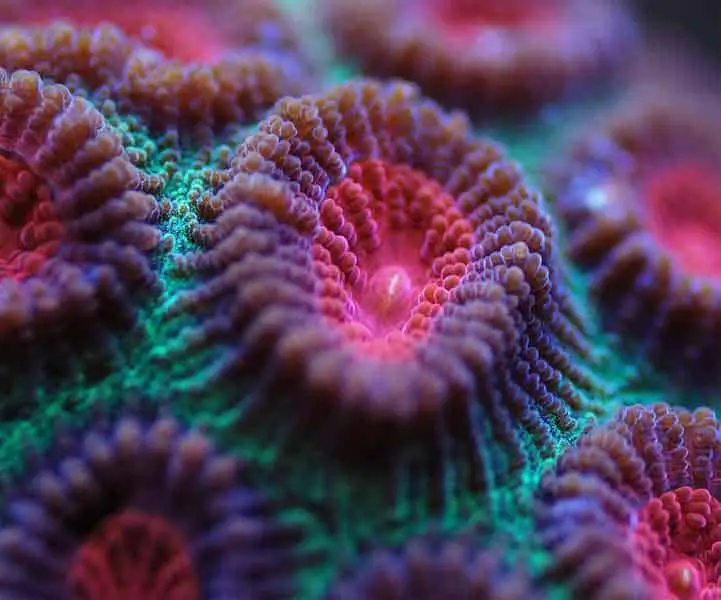 Why Are Corals Animals? (And How Do They Function?) – 