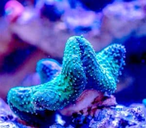 Why Are Corals Animals? (And How Do They Function?) – AnimalHow.com
