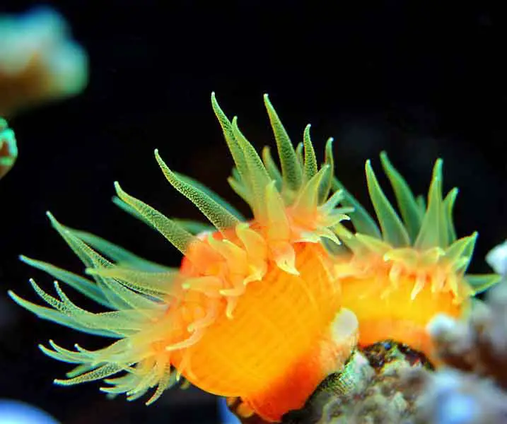 Yellow Coral Deep Sea