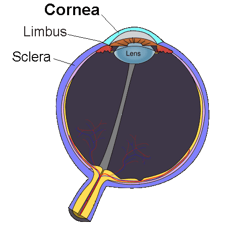 Cornea of nocturnal animals