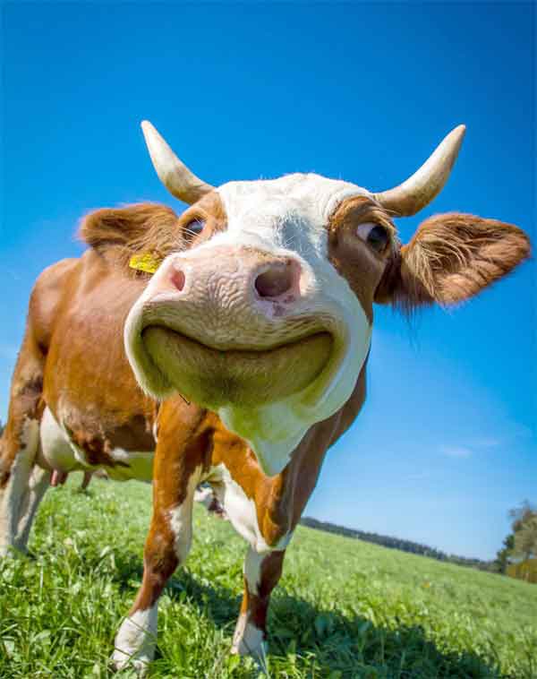 Cow with clean teeth from eating grass all day.