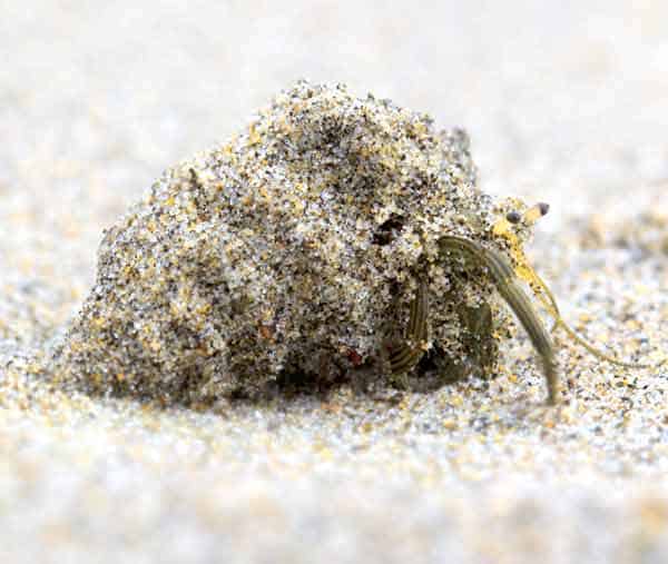 Crab hiding inside a sea shell looking out