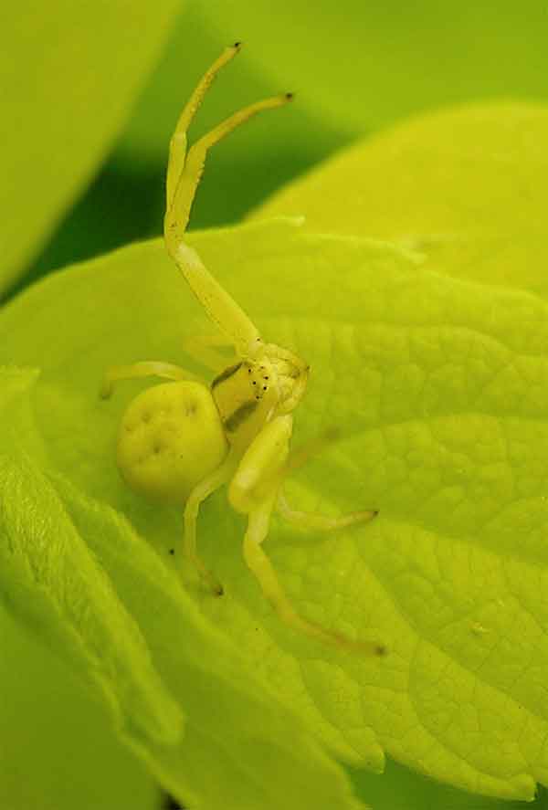 Crab spider hiding on a green leaf with matching colors