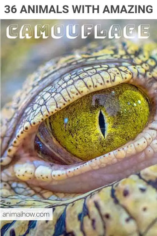 Yellow Crocodile eye of reptile camouflage