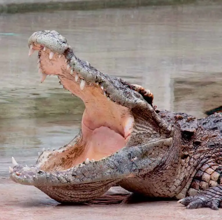 Crocodile with long teeth looking wild