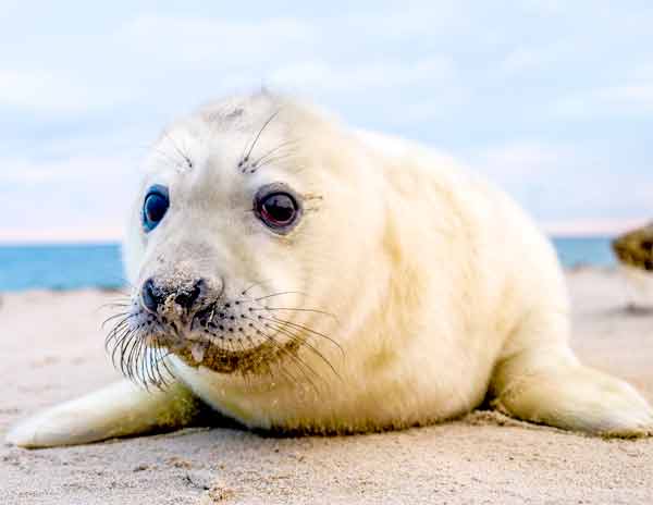 Cute Baby Seal with big dark eyes laying on the beach