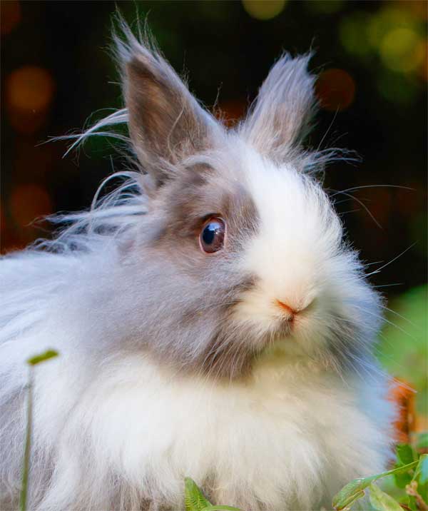 Furry and super-cute rabbit with big eyes