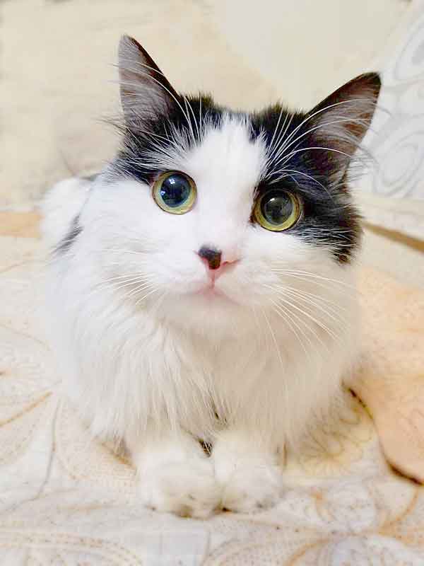 Mentally ill kitten sitting on bed just staring