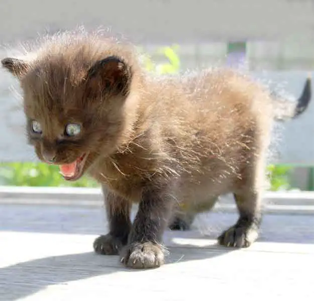 Cute Kitten looking hungry