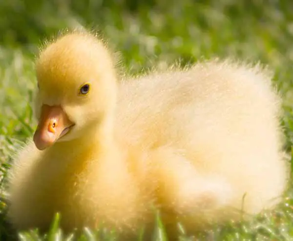 Ducks are wonderful and loyal pets