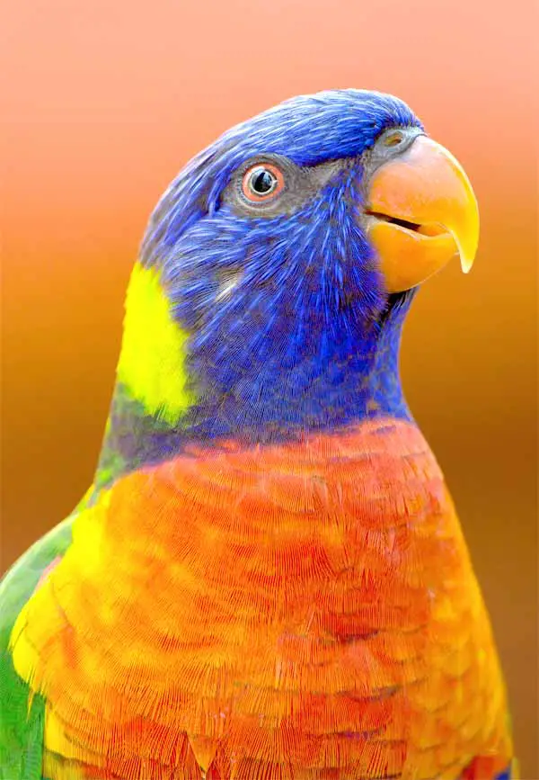 Parrots can become very loyal due to their long lifetime