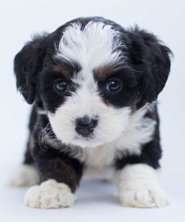 Cute black and white puppy