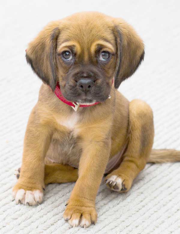 Beagle cute dog puppy baby