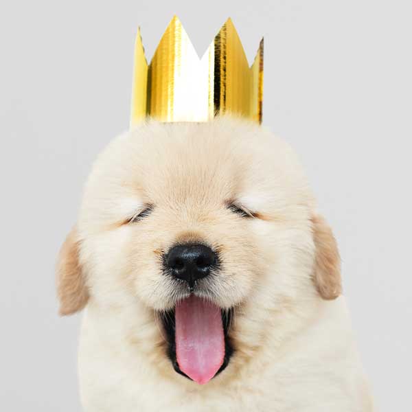 Cute golden retriever puppy looking cute