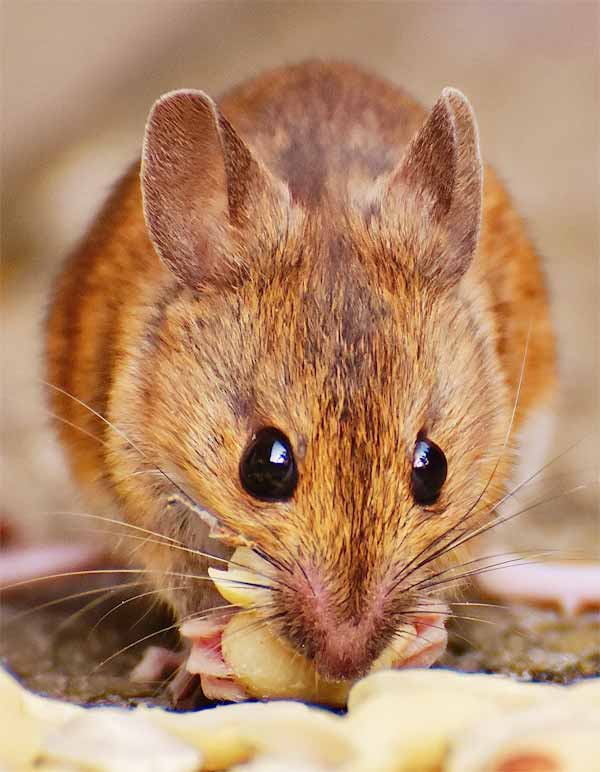 Rats can be great and very loyal pets for kids