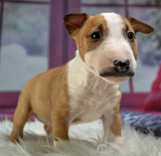 Cute puppy with big eyes