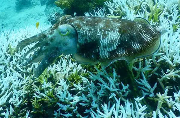 Cuttlefish matching a blue environment