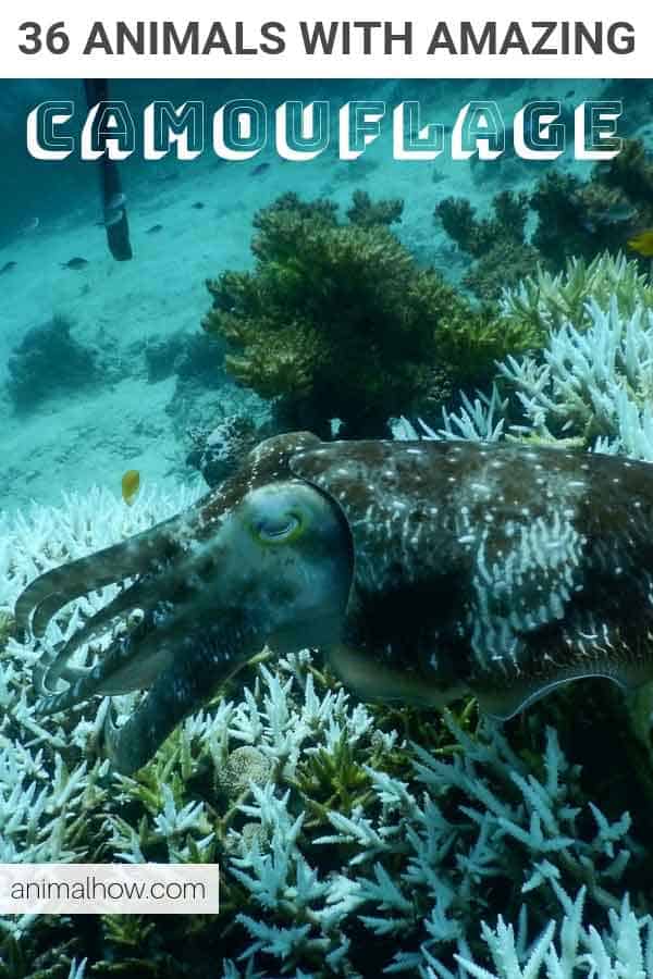 Cuttlefish camouflaging deep sea