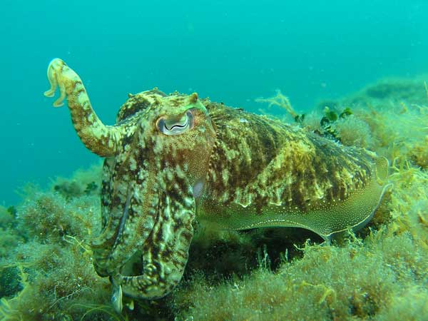 Cuttlefish matching green environment