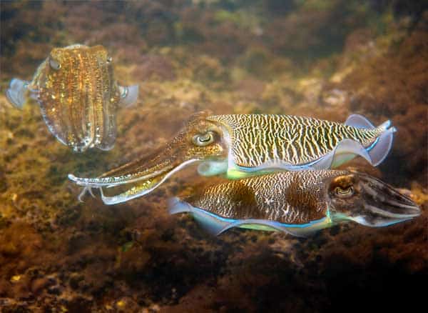 Several Cuttlefish matching a red and yellow environment