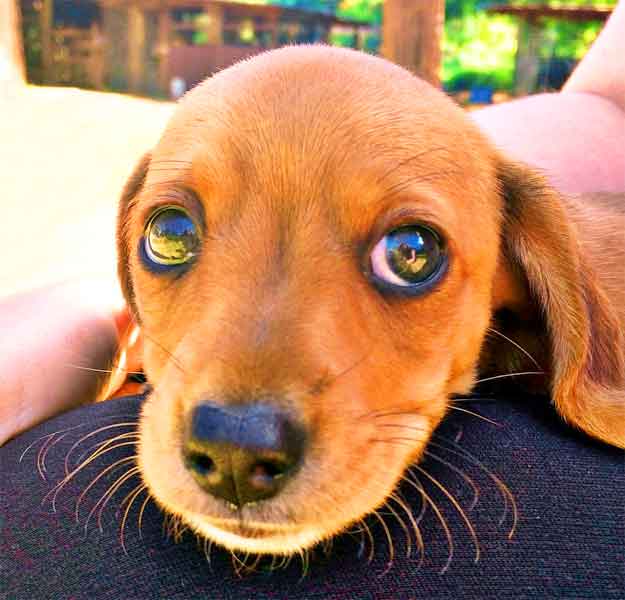 Miniature Dachshund puppy