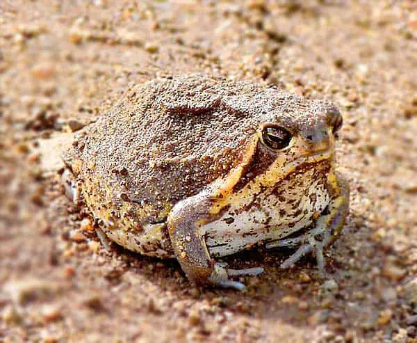 Desert Rain Frog From Africa
