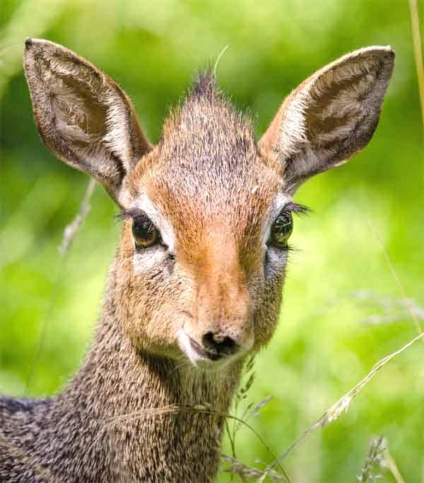 Dik-dik in forst of Africa