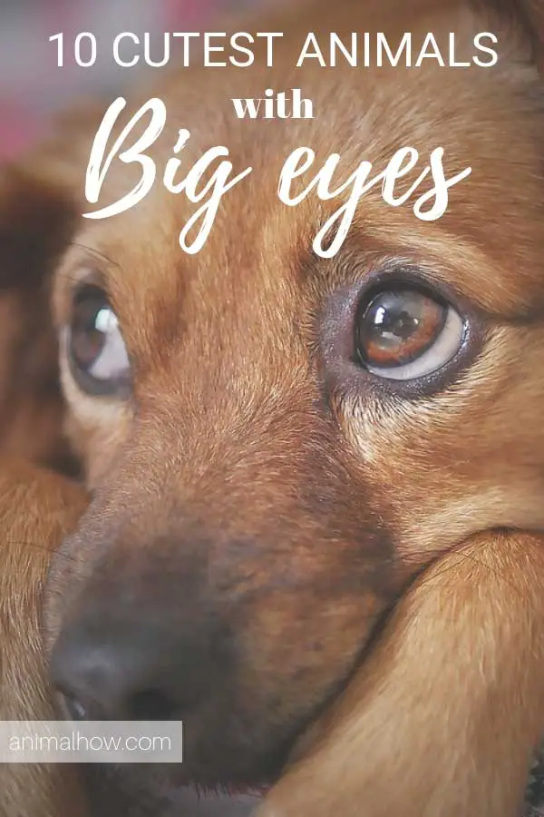 adorable dog eyes staring at you