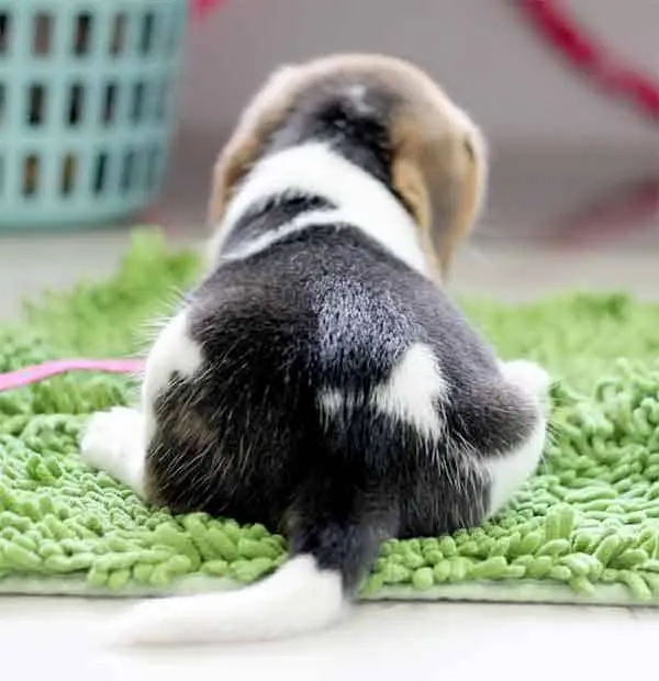 Dog tail of puppy
