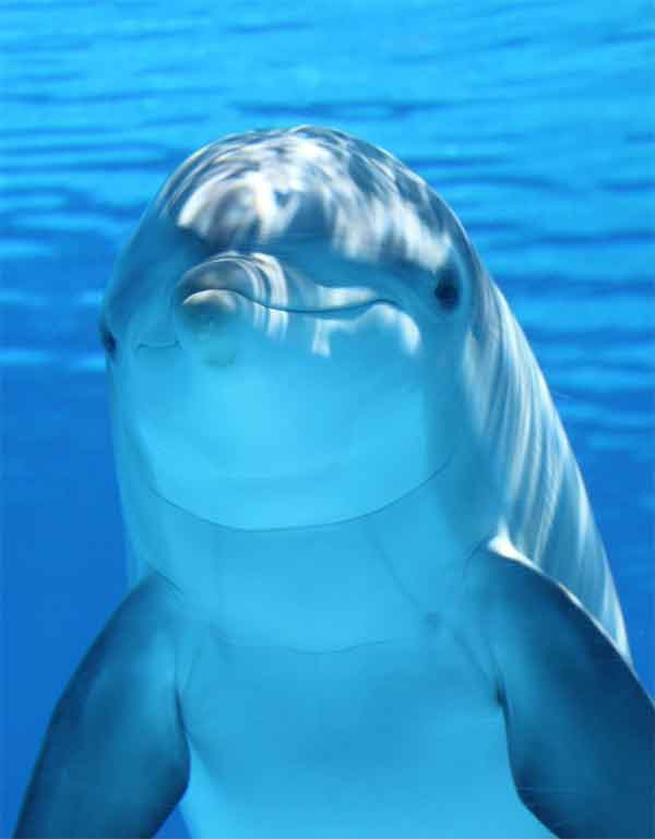 Cute Dolphin smiling