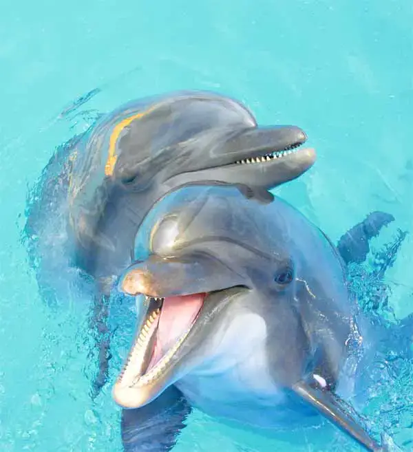 Dolphins have the best memory among animals