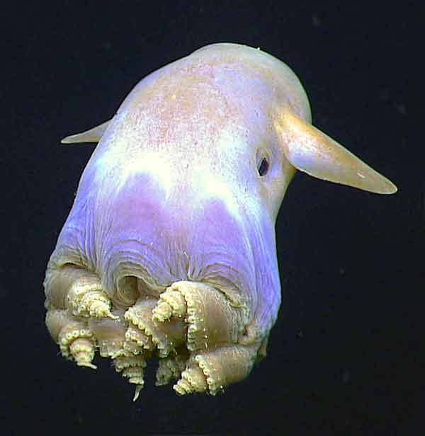 Dumbo Octopus called Grimpoteuthis