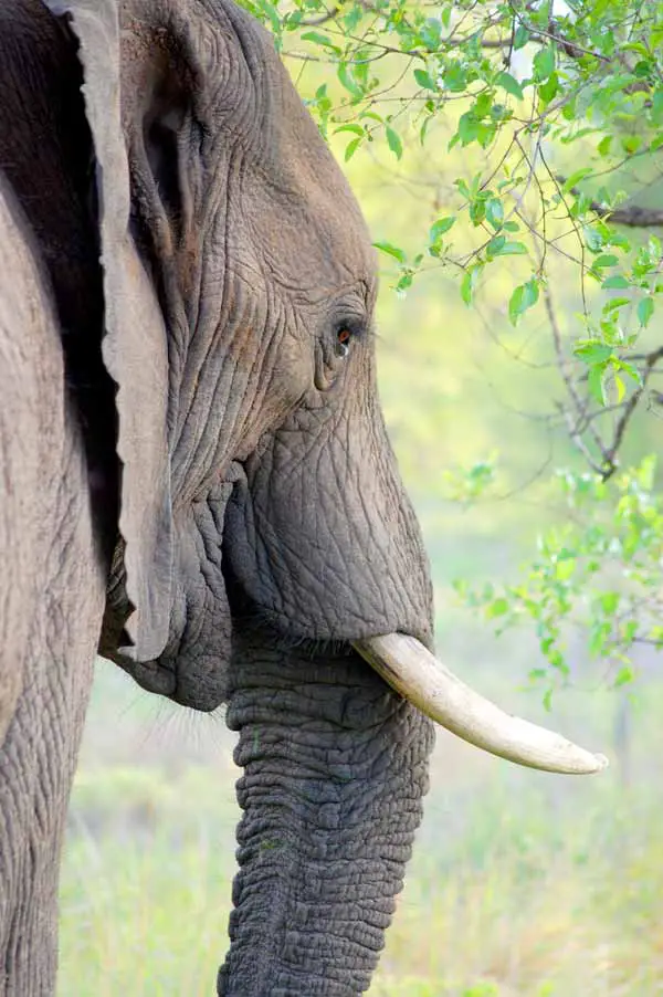 Elephants are very family oriented and loyal to the herd