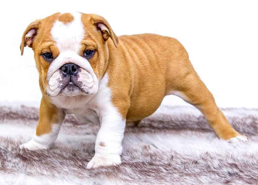 English Bulldog puppy