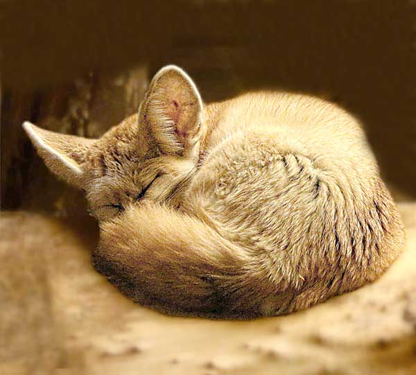 La volpe Fennec che dorme durante il giorno ed è notturna