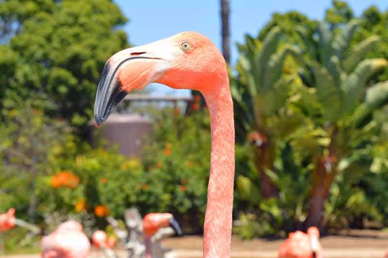 Flamingo