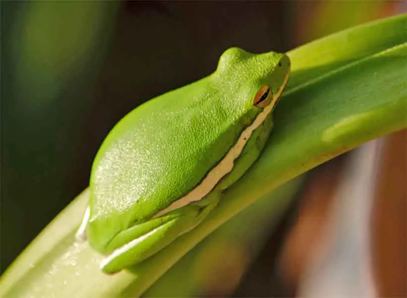 Frog camouflaging itself