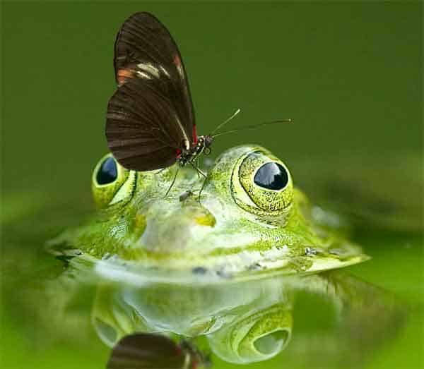 Frog with green eyes