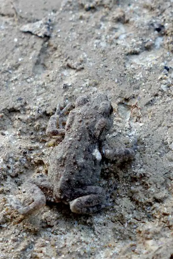 Frog hiding on concrete while matching the colors and patterns of the concrete