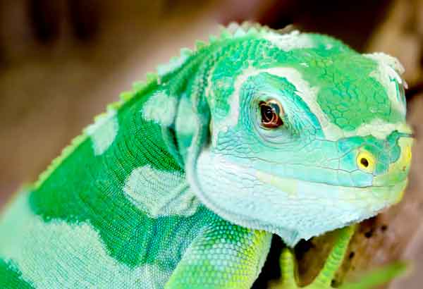 Gecko in the sandy desert