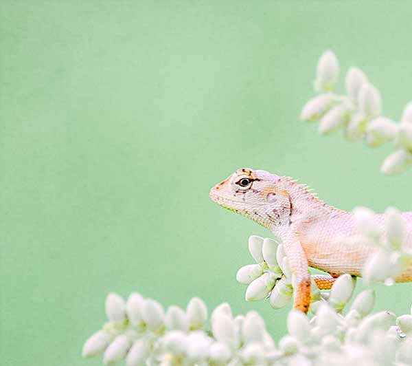 Gecko hiding in the rainforest in a green area