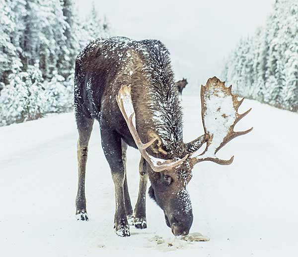 Giant Moose standing on the road in Norway with huge antlers