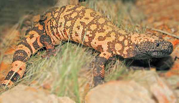 Gila monster