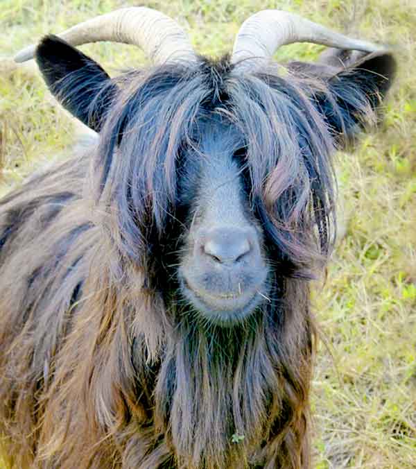 goat with really long hair