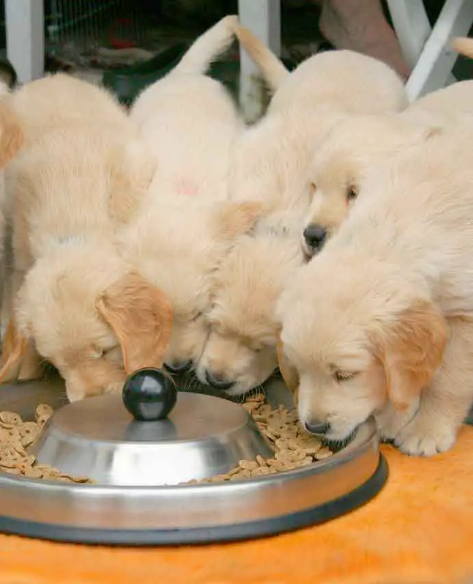 Golden Retriever Puppies eating raw food with meat