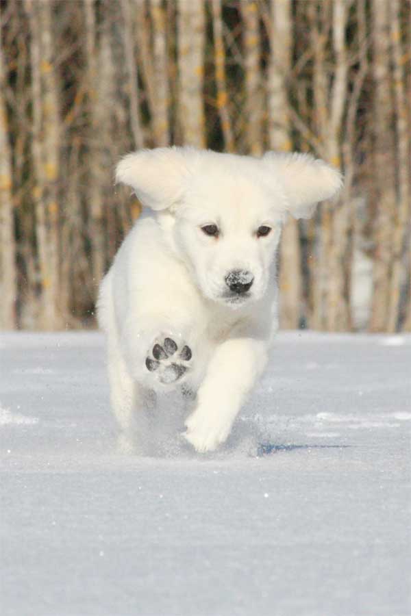 Golden Retriever Puppy Playing in Snow